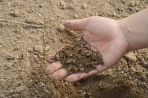 A hand holding a handful of soil with soil in the background