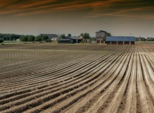 Image of a field planted with a row crop.