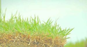 image of a new growth grassy patch