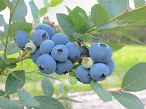 photo image of blueberries hanging on a blueberry bush branch.