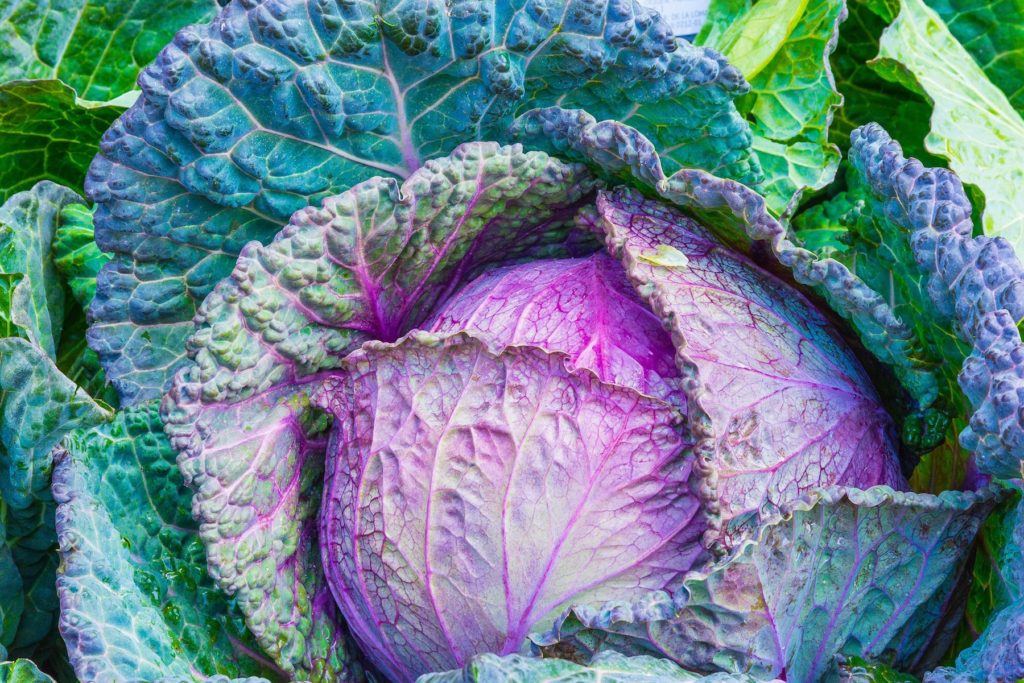 image of purple cabbage