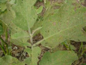 Image of flea beetle damage.