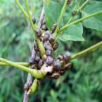 Image of Kudzu bugs on a leaf.