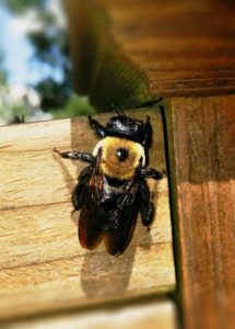 carpenter bee