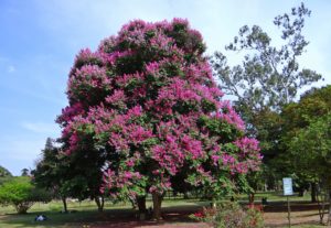 giant crape myrtle tree