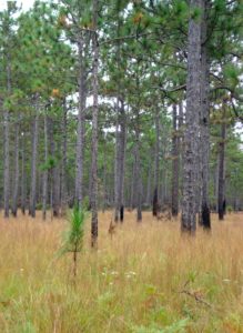 Longleaf Pine