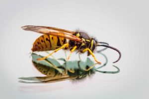 photo of a hornet and its mirror image