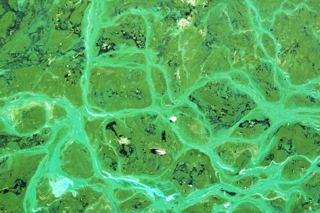 Cyanobacteria (Blue-Green Algae)