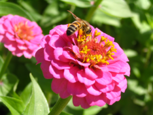 Pink Zinnia