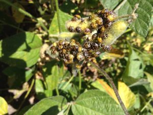 several small black bugs on soybean pods