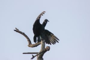 Black vulture