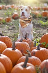 Dog watching over a pumpkin patch