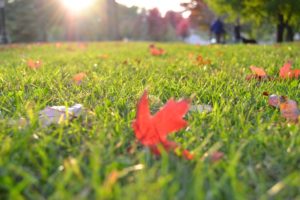 Cover photo for Care of Cool-Season Lawns