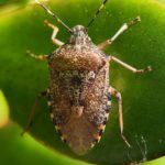 stink-bug-5321881_1920 Image by SimoneVomFeld from Pixabay