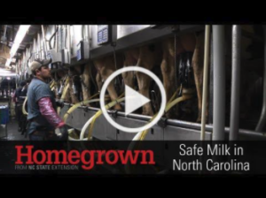 thumbnail Safe Milk in N.C. Homegrown video