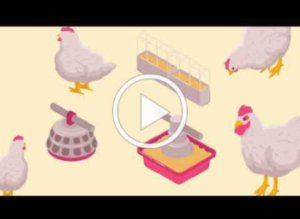 video thumbnail How NC chickens get to market