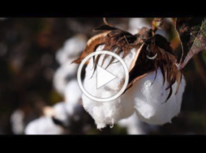 video thumbnail of boll of cotton