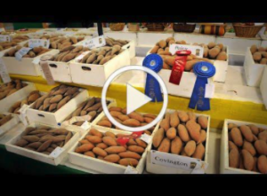 video thumbnail of boxes of sweet potatoes with some blue and red ribbons