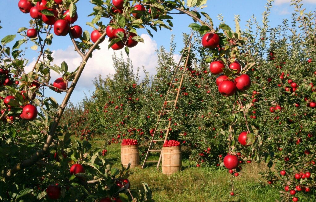 apple orchard, barrels of apples with a ladder on a tree