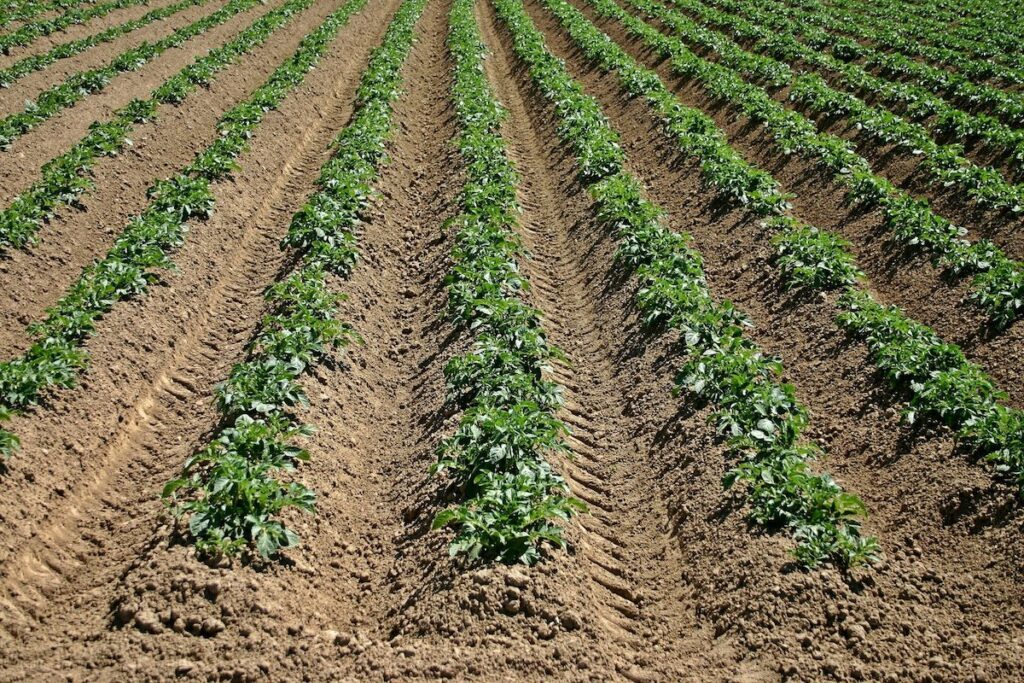 Potato field by Catkin from Pixabay