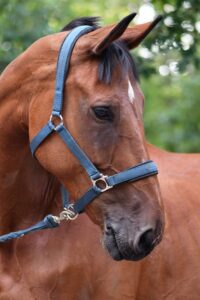 photo of a horse with a blue bridle