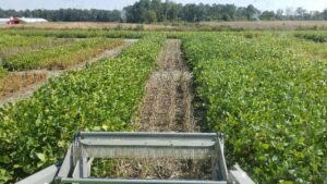 Cover photo for Webinar RECORDING: Shifting From Later to Earlier Maturing Soybean Varieties