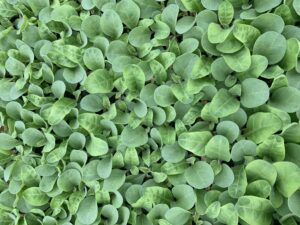 Cover photo for From the Field - Agronomy Notes: Vol. 5, Num. 3