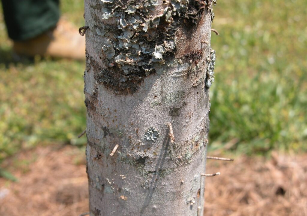 Ambrosia beetle damage to maple tree photo.