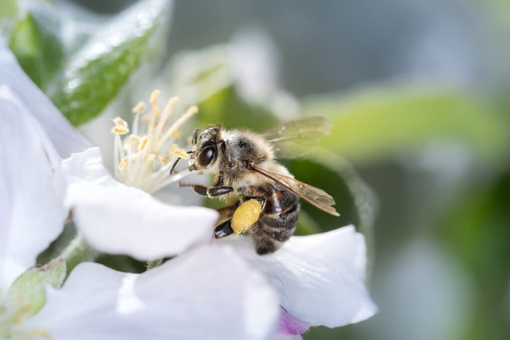 Bee feeding on a white flower photo.