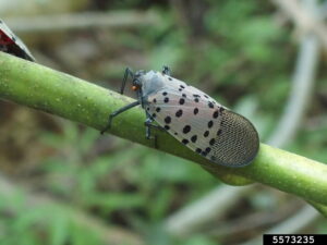 Adult spotted lanternfly (wings are gray with black spots) rest on a stem.
