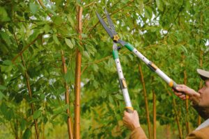 Pruning a shrub