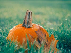 Pumpkin on Green Grass