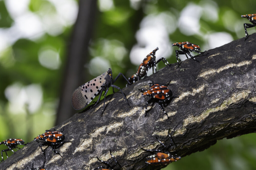 spotted lanternflies on a tree