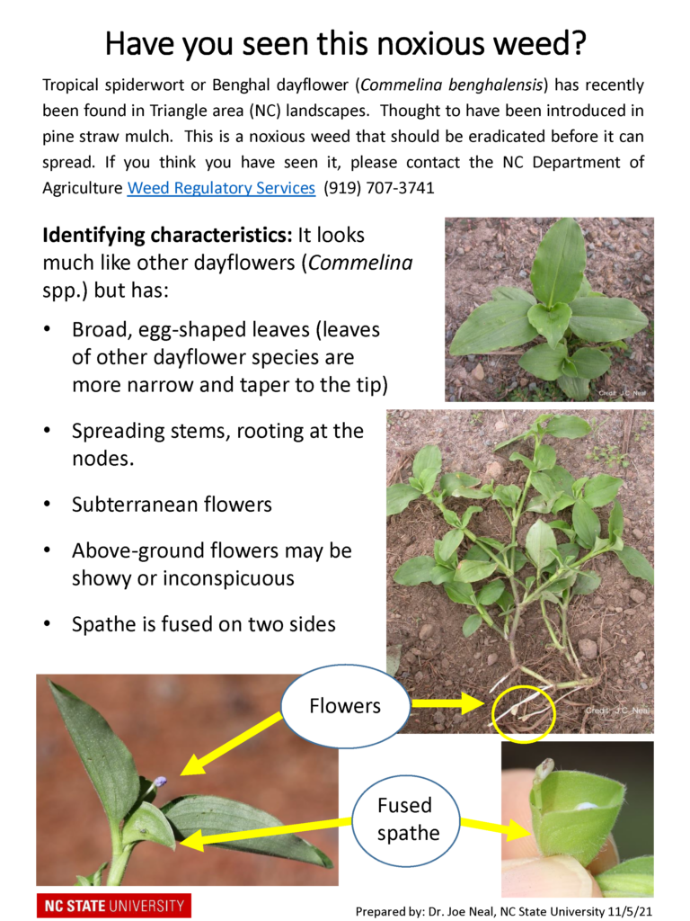Tropical Spiderwort Alert flyer page 1
