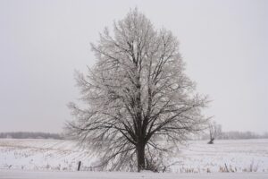 icy tree in snowy field