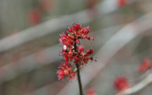 red maple flower