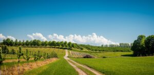 orchard and a dirt road running through it.