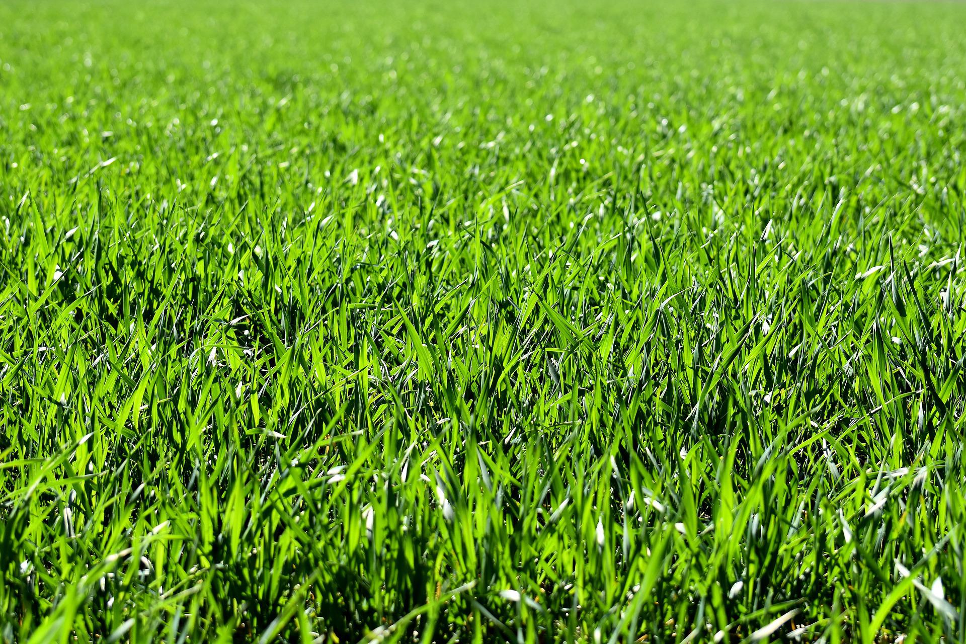 image of a lawn