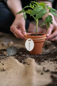 hands holding a potted tomato plant photo by cottonbro4503265 on Pexels