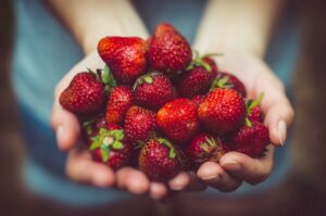Hands full of strawberries