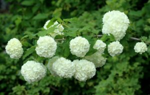 Blooming viburnum photo