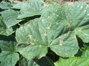 Cucurbit downy mildew on cucumber