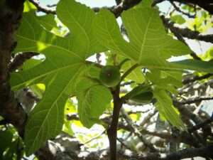 Growing figs on a fig tree