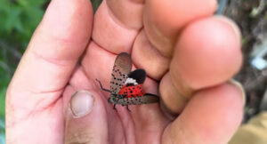 Adult spotted lanternfly