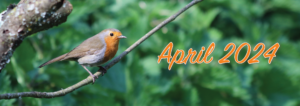 April 2024 robin sitting on a branch