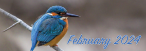 February 2024 Kingfisher Image by Erik Karits from Pixabay.