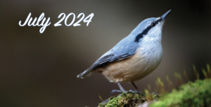 July 2024 and a bluebird standing  on  green moss