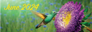 June 2024- hummingbird on a purple flower in a flower field