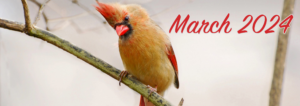 Cardinal sitting on a snowytree branch image by Laura Retyi from Pixabay