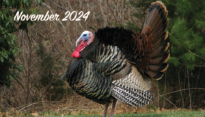 Image of a Tom turkey in a grassy clearing